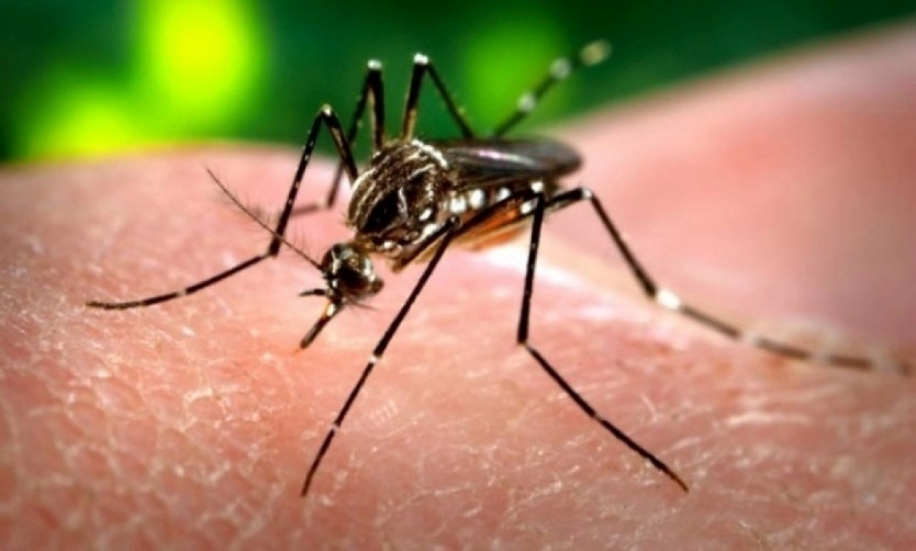 Confirmaron que hay circulación comunitaria de Dengue y Chikungunya en el AMBA