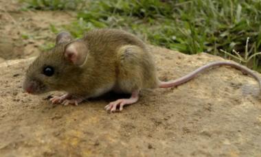 Hantavirus: confirman una nueva víctima fatal y ya son tres en PBA