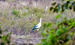 La Reserva Natural invita a una nueva jornada de observación de aves