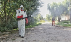 Alarma por una nueva invasión de mosquitos en el AMBA: por qué se producen
