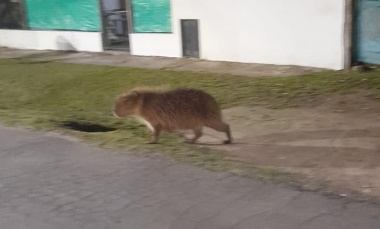 VIDEO: Apareció un carpincho por las calles de Del Viso