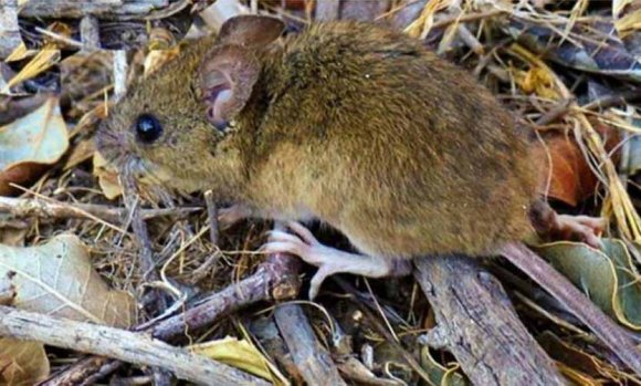 Lanzan recomendaciones para evitar contagio por Hantavirus