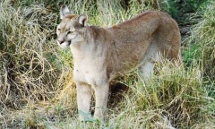 Captan nuevas imágenes del puma que atemoriza a un barrio privado