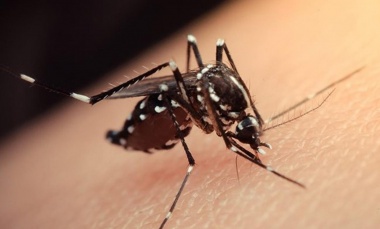 Dengue: ante la baja de casos, Salud analiza finalizar el brote en Pilar