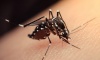Dengue: ante la baja de casos, Salud analiza finalizar el brote en Pilar