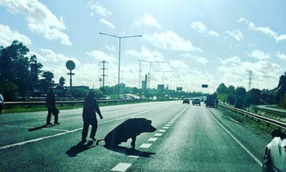 Un chancho suelto en la Panamericana