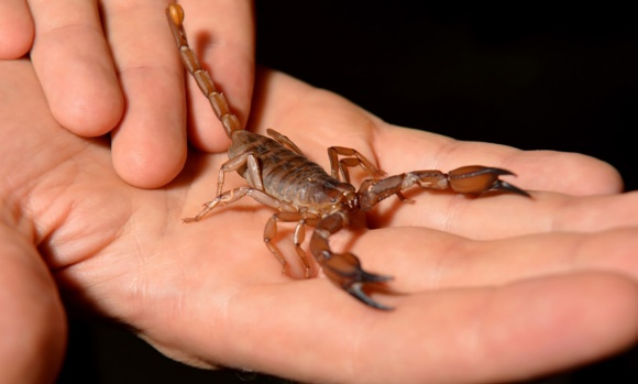 Alacranes: Lanzan medidas de prevención para evitar picaduras