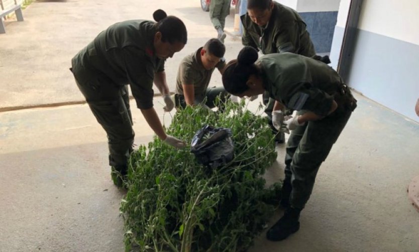 Descubren una plantación de marihuana camuflada en un terreno baldío