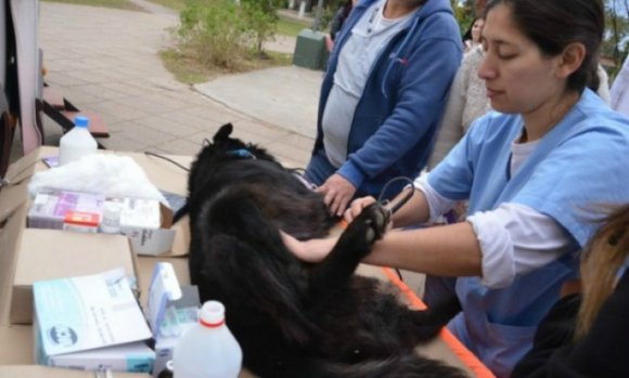 Llega el Quirófano Veterinario Móvil al barrio San Alejo