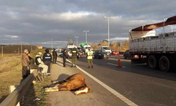 Muere caballo al ser atropellado en la Panamericana