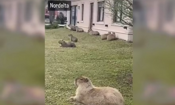 VIDEO - Vecina de Nordelta se quejó de una familia de carpinchos que se instaló en su jardín