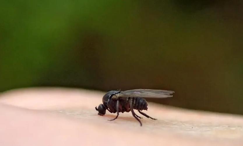 Cómo prevenir los ataques del barigüí, la mosca negra que ya llegó al AMBA