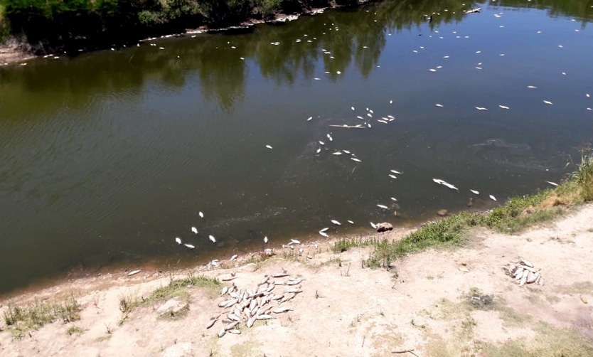 VIDEO: Preocupación por la aparición de peces muertos en el Río Luján