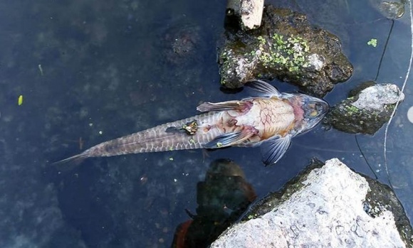 Denuncian nueva mortandad de peces en el Río Luján