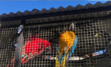 La Policía Federal Argentina rescató aves en peligro de extinción