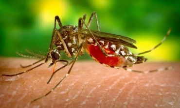 Dengue: Piden extremar cuidados para evitar casos en el distrito