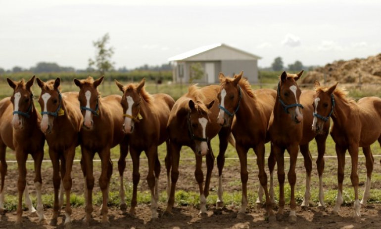 Empresa de Pilar alcanzó un nuevo récord mundial en clonación de caballos