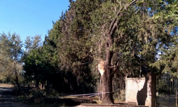 Escobar: caminaba por la calle con una amiga y murió aplastada por un árbol