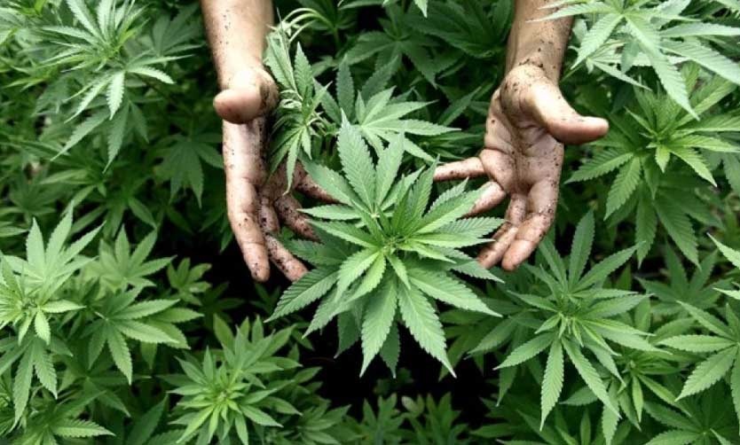 Defensoría bonaerense pide medidas para evitar la persecución a consumidores de cannabis