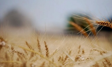 La Coalición Cívica pide un plenario por el decreto que benefició a grandes agroexportadoras