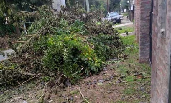 Suspensión de poda: Habrá cuadrillas para retirar las ramas que ya fueron sacadas a la calle