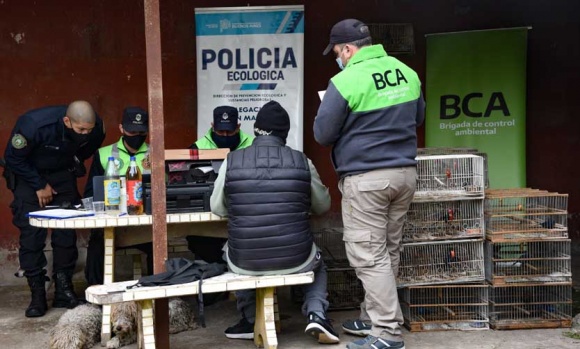 Rescataron más de 100 aves silvestres en un allanamiento en Del Viso