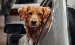 Colegio de Veterinarios advierte que en verano hay más abandonos de mascotas